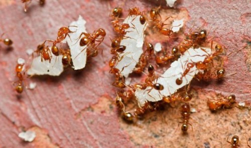 Una plaga de hormigas