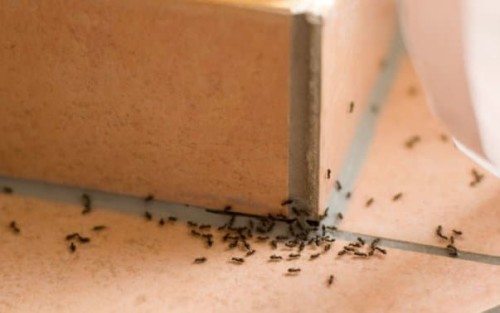 Remedios naturales para las hormigas: qué son