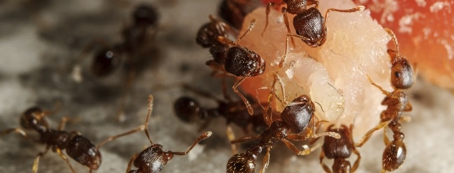 Remedios para hormigas
