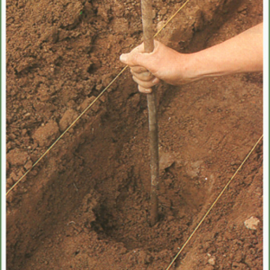 Los agujeros, cuyo fondo está ligeramente curvado, recibirán las garras de los espárragos. El lugar de plantación está marcado por una estaca plantada en el hoyo.