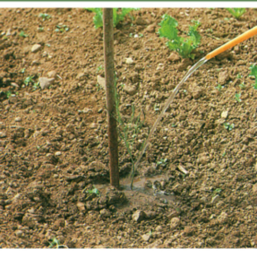 En esta etapa, regaremos las patas regularmente para favorecer el arraigo de las pinzas en la tierra necesaria para una buena producción.