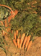 ¿Cómo cultivar zanahoria?