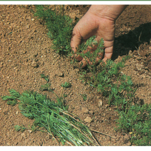 Cuando las plantas estén bien establecidas, adelgace para dejarlas separadas unos 5 cm.