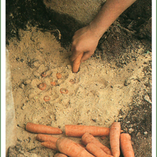 Puede guardar zanahorias durante todo el invierno enterrándolas en un contenedor o zanja llena de arena.