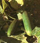 Siembra y cultivo de pepino y pepinillo. 