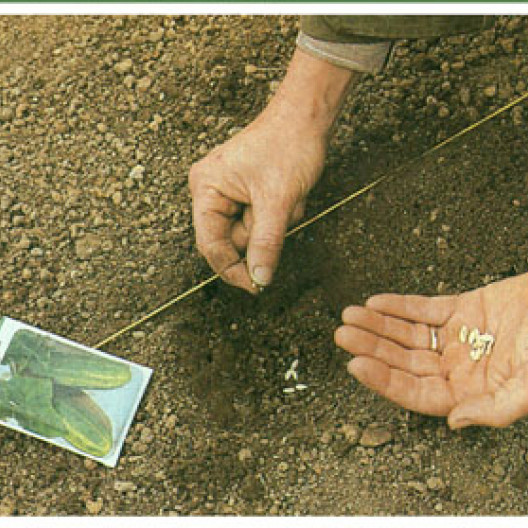 La siembra en el suelo, practicada en un balde, solo es posible en regiones con un clima muy templado.