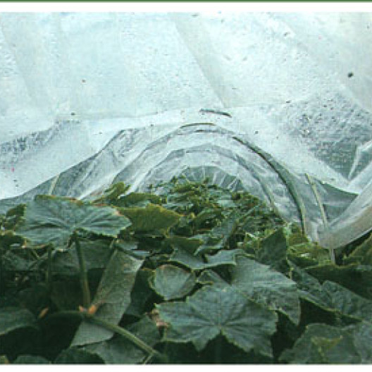 Los pepinillos y los pepinos son verduras frías que necesitan un ambiente cálido y húmedo. Proteger un túnel les beneficia.