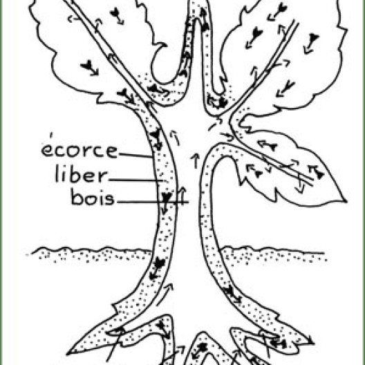 Las raíces transforman los nutrientes en savia cruda. Las hojas transforman esto en savia elaborada, que vuelve a las raíces.