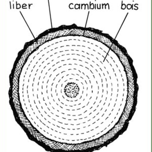 Sección de un tronco de árbol. La madera, material conductor de la savia bruta, está formada por una zona generativa denominada cambium
