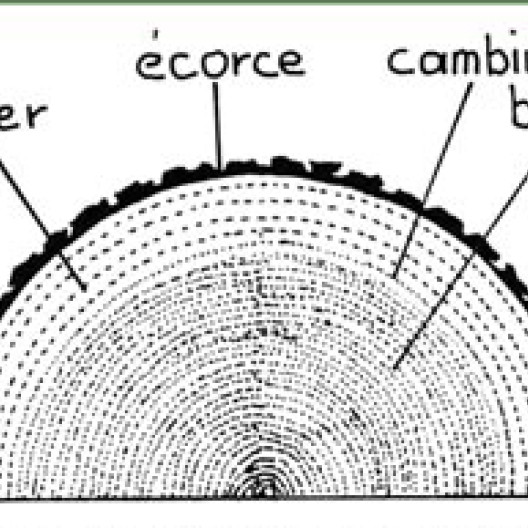 La madera se presenta en forma de capas concéntricas. Las capas formadas por el cambium se encuentran gradualmente hacia el interior del tronco.