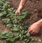 ¿Cómo cultivar espinacas?