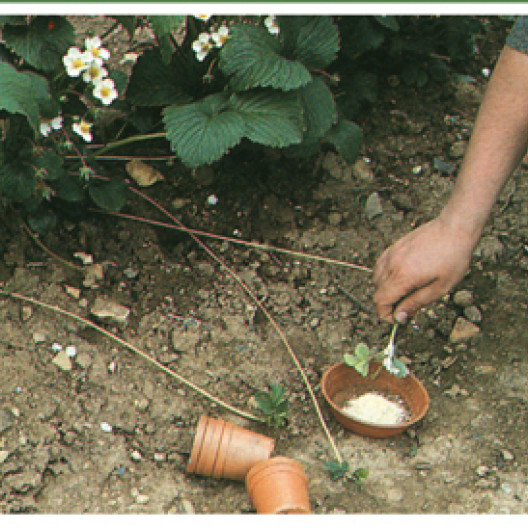 Para propagar una planta de fresa, el estolón se cubre con un polvo hormonal.