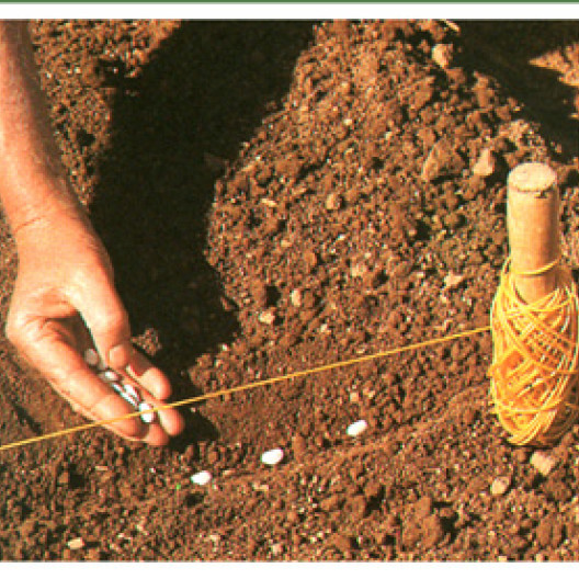 Al igual que con los guisantes, las variedades enanas se siembran en un surco de 5 cm de profundidad; separe las semillas a unos 3 cm de distancia.