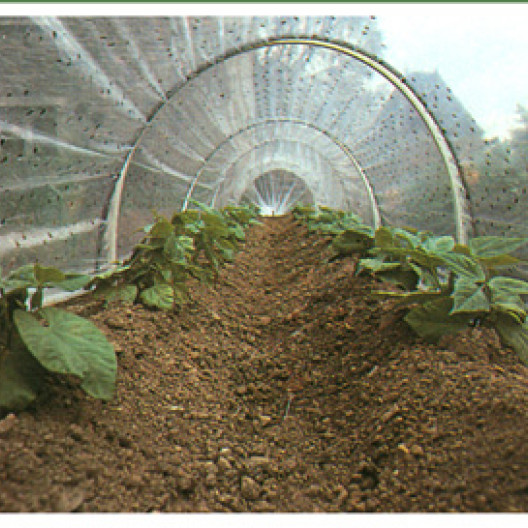 Para acelerar las cosechas, se puede sembrar a partir del 15 de abril, con buena exposición, protegiendo los pies, apenas emergen, bajo túnel.