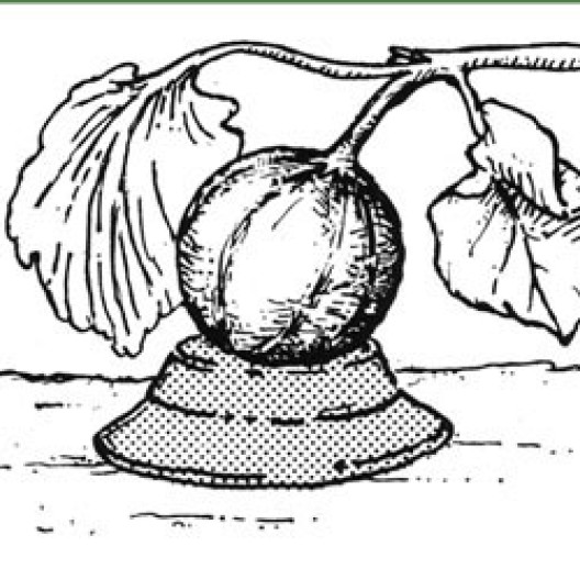Un buen truco para proteger la fruta: aislar el melón del suelo utilizando un plato invertido.