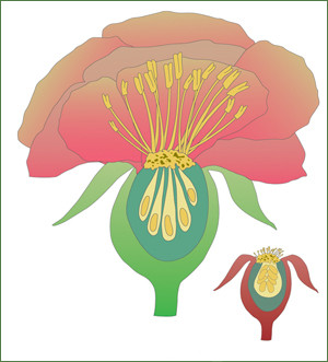 Al tener estambres por encima del pistilo, la rosa se autofertiliza. Las semillas se forman en el ovario.