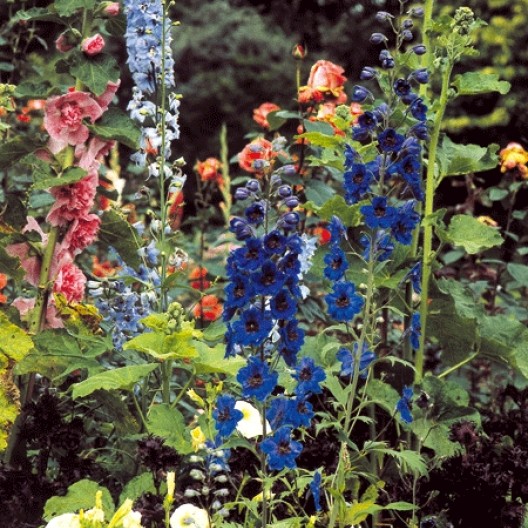 Las espuelas de caballero, o espuelas de caballero, son plantas anuales que se pueden cultivar en bienales con un fuerte desarrollo y muy decorativas.