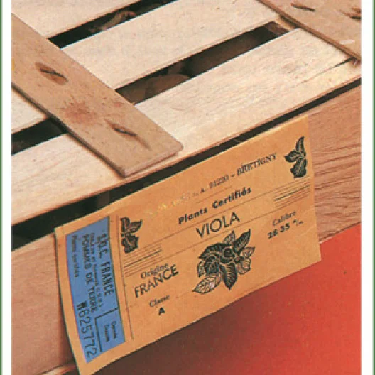 Los tubérculos destinados a la reproducción son entregados por las empresas de semillas en cajas que siempre llevan una etiqueta de identificación de la variedad.