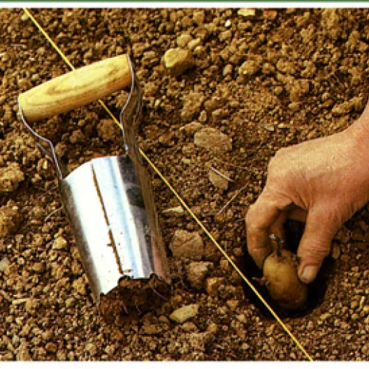 El sembrador de bulbos es la herramienta ideal para plantar papas (siga la línea).