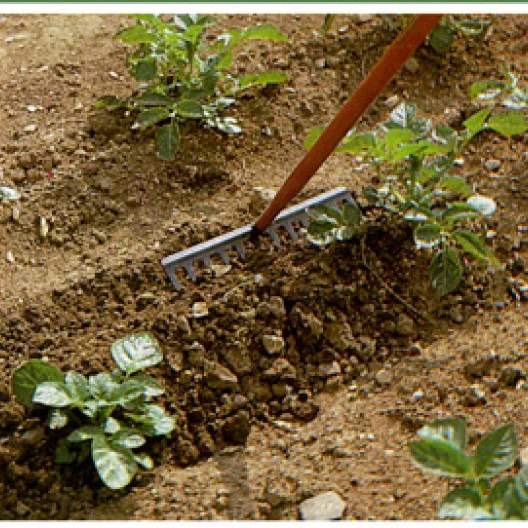 Tan pronto como el follaje haya alcanzado unos veinte centímetros, las plantas deben ser puestas a tierra para permitir que los tubérculos se desarrollen correctamente.