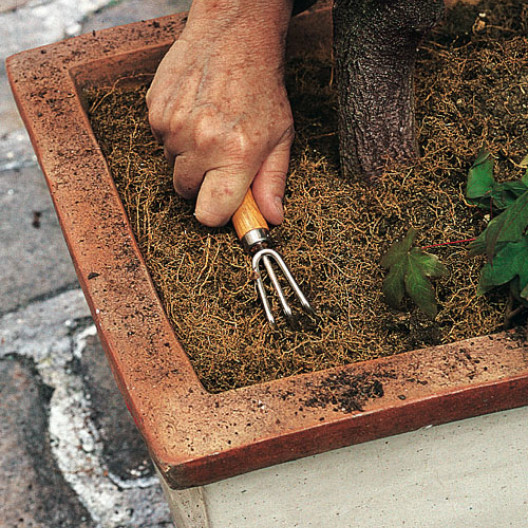 Retire el suelo desgastado y las raíces superficiales.