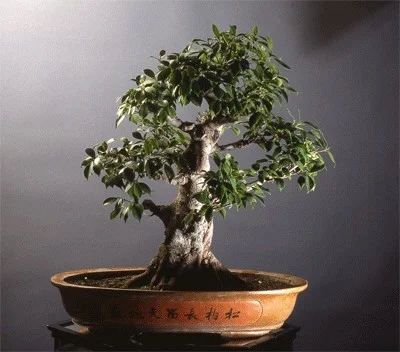 Estilos y tradición del bonsái