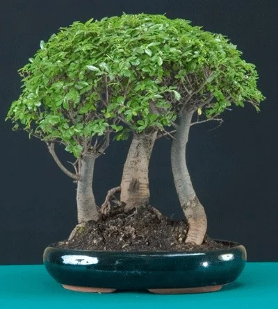 Poda de mantenimiento y pinzado de un bonsái